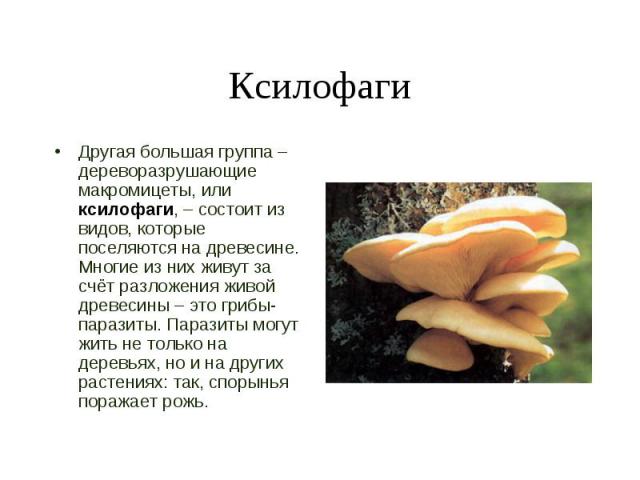 Ксилофаги Другая большая группа – дереворазрушающие макромицеты, или ксилофаги, – состоит из видов, которые поселяются на древесине. Многие из них живут за счёт разложения живой древесины – это грибы-паразиты. Паразиты могут жить не только на деревь…