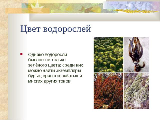 Цвет водорослей Однако водоросли бывают не только зелёного цвета: среди них можно найти экземпляры бурых, красных, жёлтых и многих других тонов.
