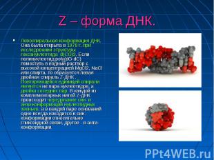 Z – форма ДНК. Левоспиральная конформация ДНК. Она была открыта в 1979 г. при ис