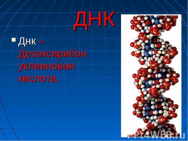 ДНК Днк – Дезоксирибонуклеиновая кислота.