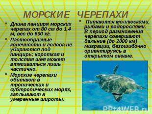 МОРСКИЕ ЧЕРЕПАХИ Длина панциря морских черепах от 80 см до 1,4 м, вес до 600 кг.