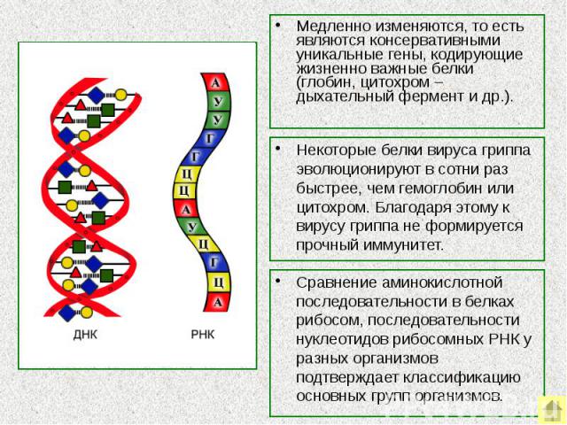 Медленно изменяются, то есть являются консервативными уникальные гены, кодирующие жизненно важные белки (глобин, цитохром – дыхательный фермент и др.). Медленно изменяются, то есть являются консервативными уникальные гены, кодирующие жизненно важные…