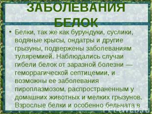 Белки, так же как бурундуки, суслики, водяные крысы, ондатры и другие грызуны, п