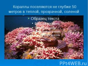 Кораллы поселяются не глубже 50 метров в теплой, прозрачной, соленой воде, образ