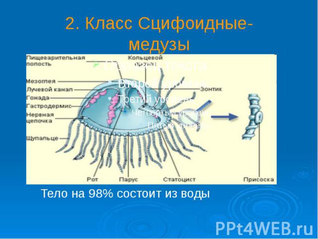 2. Класс Сцифоидные- медузы