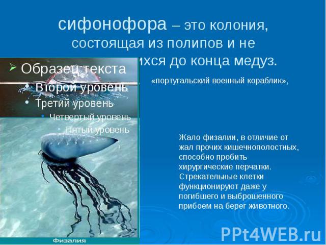 сифонофора – это колония, состоящая из полипов и не отпочковавшихся до конца медуз.