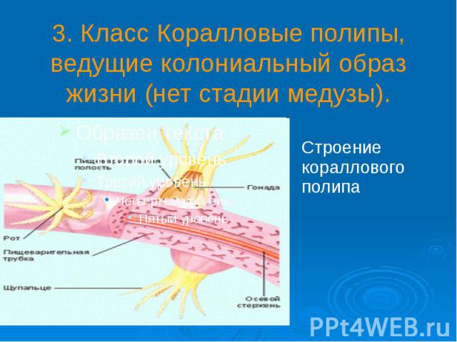 3. Класс Коралловые полипы, ведущие колониальный образ жизни (нет стадии медузы).