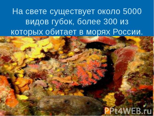 На свете существует около 5000 видов губок, более 300 из которых обитает в морях России.