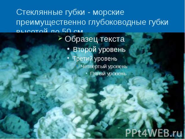 Стеклянные губки - морские преимущественно глубоководные губки высотой до 50 см.