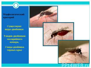 Существуют виды-двойники: 9 видов-двойников малярийного комара, 2 вида-двойника
