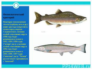 Некоторые тихоокеанские лососи (горбуша, кета и др.) живут два года и нерестятся