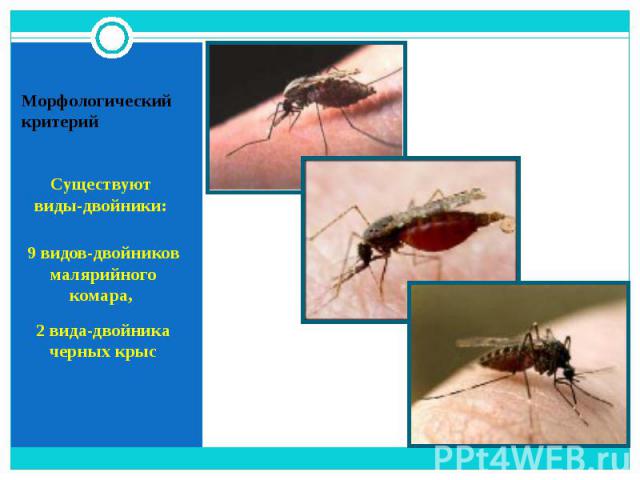 Существуют виды-двойники: 9 видов-двойников малярийного комара, 2 вида-двойника черных крыс