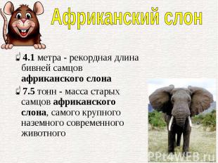 4.1&nbsp;метра - рекордная длина бивней самцов африканского слона 4.1&nbsp;метра