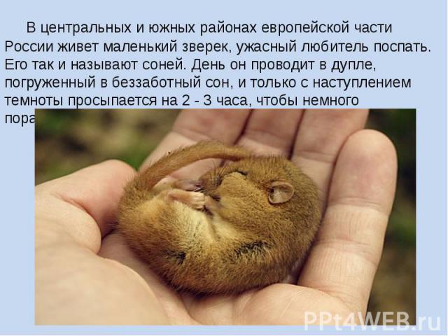 В центральных и южных районах европейской части России живет маленький зверек, ужасный любитель поспать. Его так и называют соней. День он проводит в дупле, погруженный в беззаботный сон, и только с наступлением темноты просыпается на 2 - 3 час…