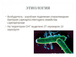 Возбудитель - аэробная подвижная спиралевидная бактерия Leptospira interrogans с
