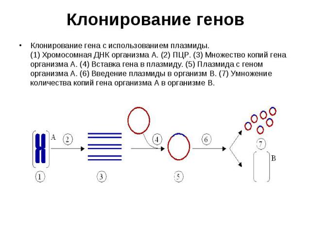Клонирование гена с использованием плазмиды. (1) Хромосомная ДНК организма A. (2) ПЦР. (3) Множество копий гена организма А. (4) Вставка гена в плазмиду. (5) Плазмида с геном организма А. (6) Введение плазмиды в организм В. (7) Умножение количества …