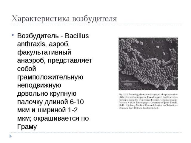 Возбудитель - Bacillus anthraxis, аэроб, факультативный анаэроб, представляет собой грамположительную неподвижную довольно крупную палочку длиной 6-10 мкм и шириной 1-2 мкм; окрашивается по Граму Возбудитель - Bacillus anthraxis, аэроб, факультативн…
