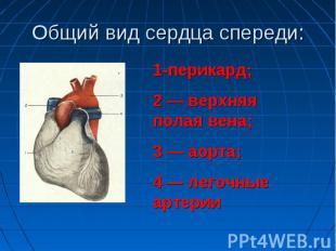 Общий вид сердца спереди: