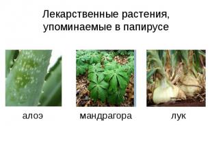 Лекарственные растения, упоминаемые в папирусе