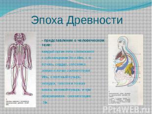Эпоха Древности - представление о человеческом теле: каждый орган тела соотносит