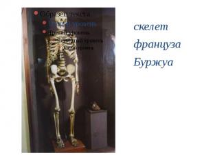 скелет француза Буржуа скелет француза Буржуа