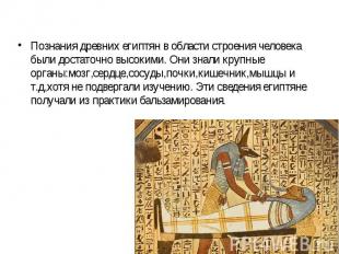 Познания древних египтян в области строения человека были достаточно высокими. О