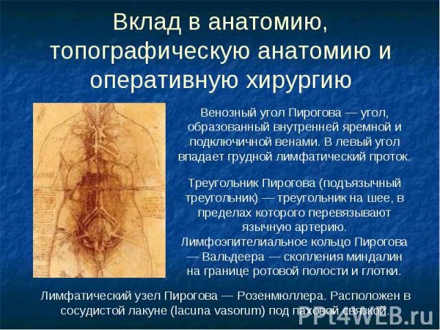 Вклад в анатомию, топографическую анатомию и оперативную хирургию