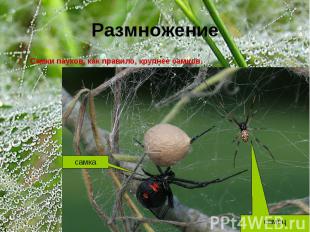 Размножение Самки пауков, как правило, крупнее самцов.