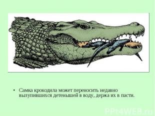 Самка крокодила может переносить недавно вылупившихся детенышей в&nbsp;воду, дер