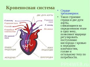 Сердце трехкамерное. Такое строение сердца и две дуги аорты, сливающиеся на опре