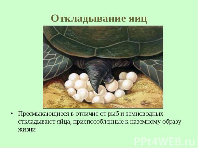 Пресмыкающиеся в отличие от рыб и земноводных откладывают яйца, приспособленные к наземному образу жизни Пресмыкающиеся в отличие от рыб и земноводных откладывают яйца, приспособленные к наземному образу жизни