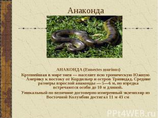 АНАКОНДА (Eunectes murinus) АНАКОНДА (Eunectes murinus) Крупнейшая в мире змея —
