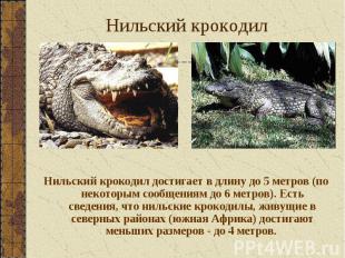 Нильский крокодил достигает в длину до 5 метров (по некоторым сообщениям до 6 ме