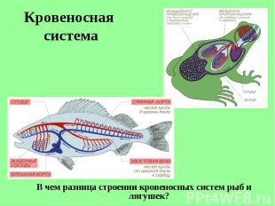 В чем разница строении кровеносных систем рыб и лягушек? В чем разница строении