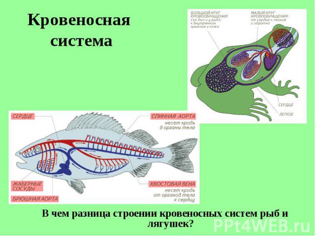 В чем разница строении кровеносных систем рыб и лягушек? В чем разница строении кровеносных систем рыб и лягушек?