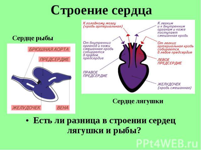 Есть ли разница в строении сердец лягушки и рыбы? Есть ли разница в строении сердец лягушки и рыбы?