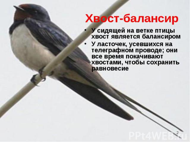 У сидящей на ветке птицы хвост является балансиром У сидящей на ветке птицы хвост является балансиром У ласточек, усевшихся на телеграфном проводе; они все время покачивают хвостами, чтобы сохранить равновесие