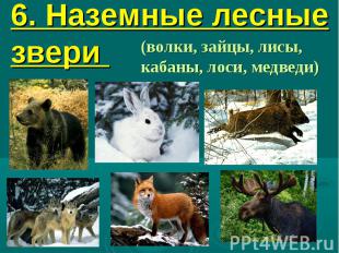 6. Наземные лесные звери