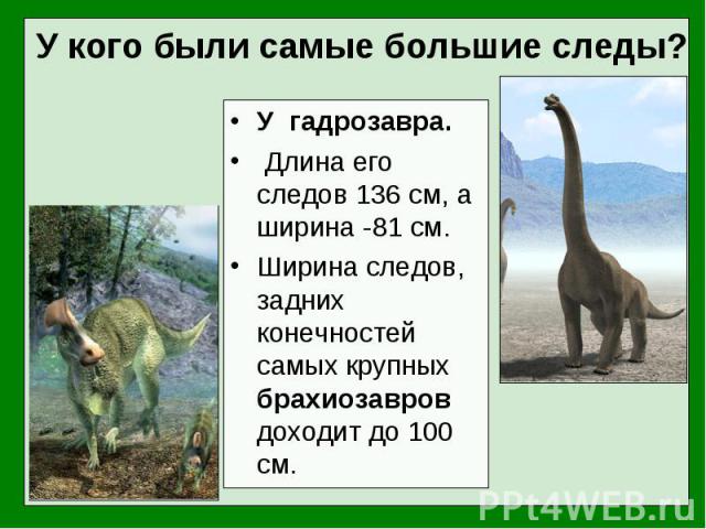 У гадрозавра. У гадрозавра. Длина его следов 136 см, а ширина -81 см. Ширина следов, задних конечностей самых крупных брахиозавров доходит до 100 см.