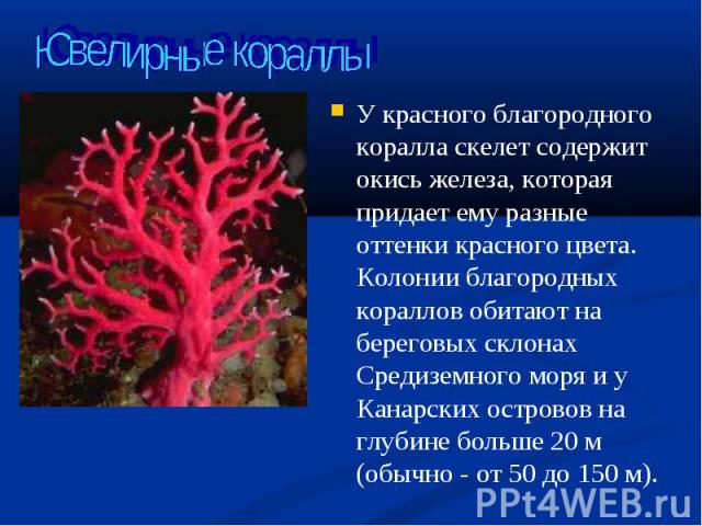 У красного благородного коралла скелет содержит окись железа, которая придает ему разные оттенки красного цвета. Колонии благородных кораллов обитают на береговых склонах Средиземного моря и у Канарских островов на глубине больше 20 м (обычно - от 5…
