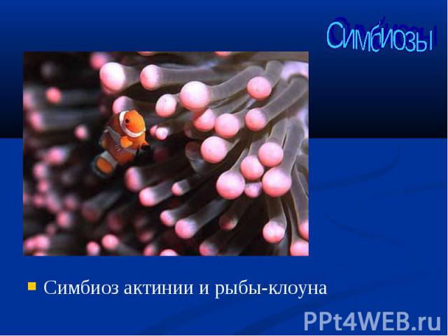 Симбиоз актинии и рыбы-клоуна Симбиоз актинии и рыбы-клоуна