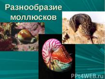 Моллюски-разнообразие