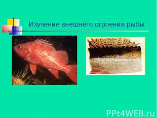 Изучение внешнего строения рыбы