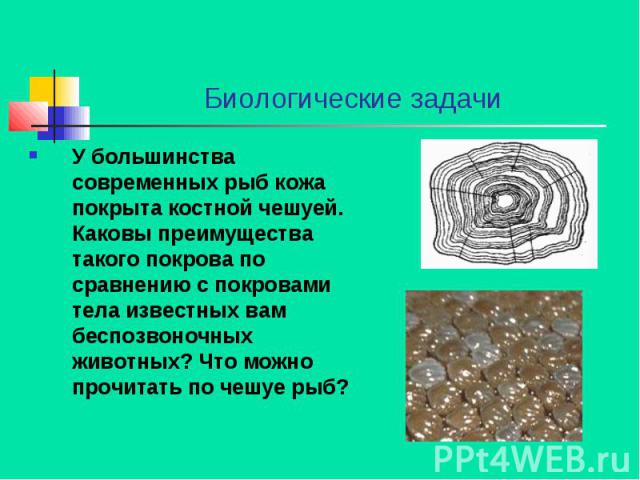 Биологические задачи У большинства современных рыб кожа покрыта костной чешуей. Каковы преимущества такого покрова по сравнению с покровами тела известных вам беспозвоночных животных? Что можно прочитать по чешуе рыб?