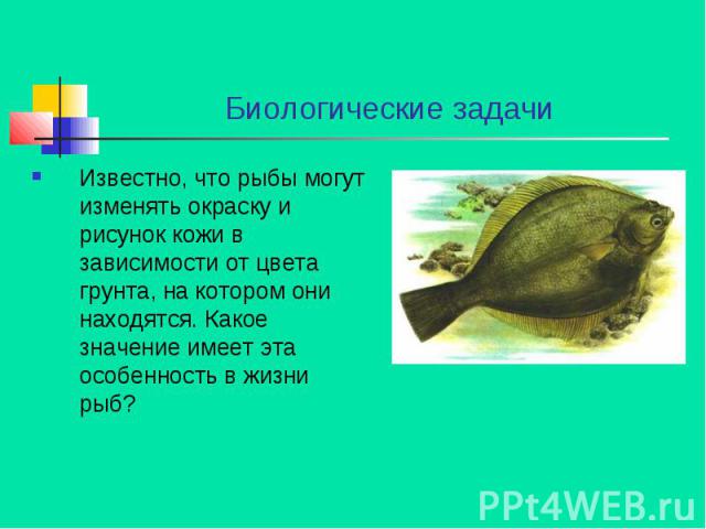 Биологические задачи Известно, что рыбы могут изменять окраску и рисунок кожи в зависимости от цвета грунта, на котором они находятся. Какое значение имеет эта особенность в жизни рыб?