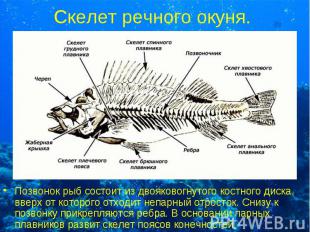 Скелет речного окуня. Позвонок рыб состоит из двояковогнутого костного диска, вв