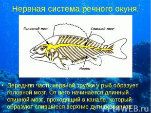 Нервная система речного окуня. Передняя часть нервной трубки у рыб образует голо
