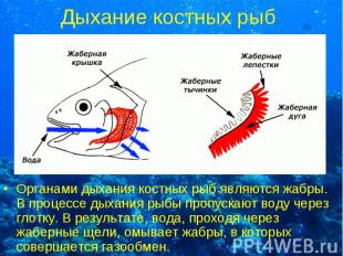 Дыхание костных рыб Органами дыхания костных рыб являются жабры. В процессе дыха