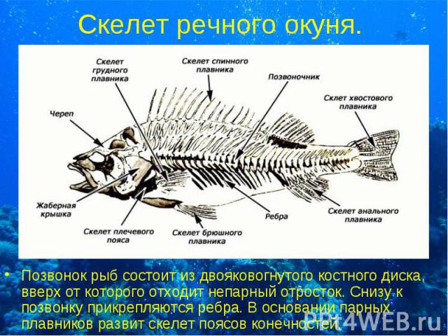 Скелет речного окуня. Позвонок рыб состоит из двояковогнутого костного диска, вверх от которого отходит непарный отросток. Снизу к позвонку прикрепляются ребра. В основании парных плавников развит скелет поясов конечностей.