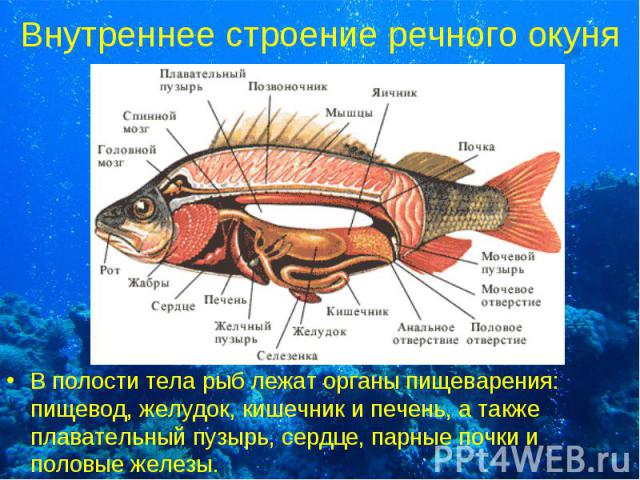 Внутреннее строение речного окуня В полости тела рыб лежат органы пищеварения: пищевод, желудок, кишечник и печень, а также плавательный пузырь, сердце, парные почки и половые железы.